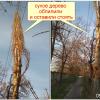 оставили аварийный сухой высокий тополь