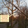 оставили почти упавшее сухое дерево